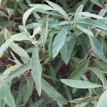 Spiraea cantoniensis Blatt
