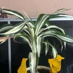 Chlorophytum capenseList