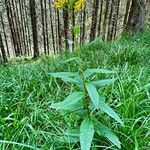 Senecio nemorensis Vekstform