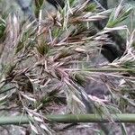 Phyllostachys nigra Fruit