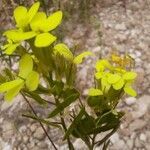 Biscutella cichoriifolia Blüte