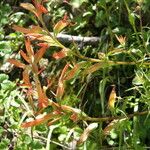 Castilleja patriotica Habit