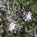 Silene sericea Λουλούδι
