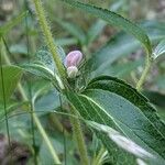 Phlomis herba-venti Kukka