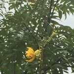Senna petersiana 花