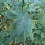 Senecio ovatus Blatt