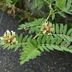 Astragalus cicer Blüte