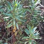 Globularia salicina Leaf