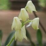 Polystachya obanensis Flower