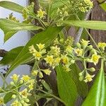 Phoebe sheareri Flower