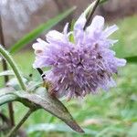Lomelosia stellata 花
