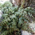 Asplenium foreziense Fuelha