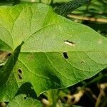 Convolvulus sepium Leaf