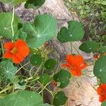 Tropaeolum majusBlodyn