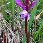 Dactylorhiza incarnata Habitus