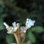 Notopleura epiphytica Flower