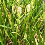 Sparganium emersum Fula