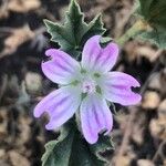 Malva multiflora Květ