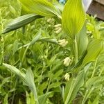 Polygonatum × hybridum Fuelha