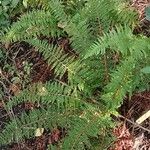 Polystichum setiferum Συνήθη χαρακτηριστικά