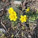 Narcissus rupicola Habit