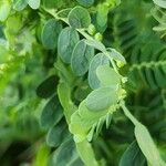 Phyllanthus amarus Blatt