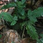 Triplophyllum securidiforme पत्ता