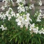 Angelonia angustifoliaFlower