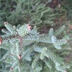 Abies pinsapo Blad