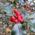 Ilex aquifolium Frukt