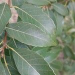 Quercus myrsinifolia Blatt