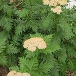 Achillea chrysocoma অভ্যাস