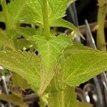 Agastache rugosa Likasa