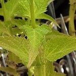 Agastache rugosa Blatt