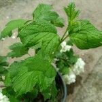 Viburnum macrocephalum Leaf