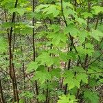 Acer spicatum Frunză