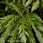 Cheirolophus falcisectus 葉