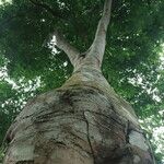 Sparrea gomphophylla Rinde