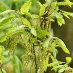 Quercus canariensis Floare