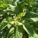Amaranthus retroflexus Blad