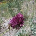 Allium rotundum Kukka