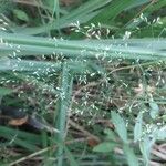 Poa palustris Flower