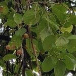 Cordia myxa Leaf