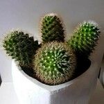 Mammillaria backebergiana Лист