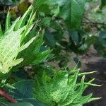 Gossypium hirsutum Hoja
