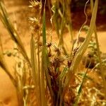 Cenchrus biflorus Плод
