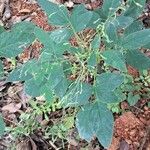Desmodium tortuosum Yaprak