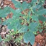 Desmodium tortuosum Leaf