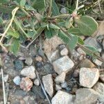 Moricandia suffruticosa Leaf