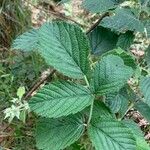 Rubus apetalus Leaf